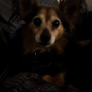 Meet your Posher, Billie